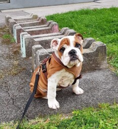 Ernest of Saxe aka PABLO